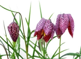 Snakehead Fritillary - Fritillaria meleagris.